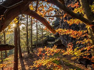 Kleinhennersdorfer Stein in der Sächsischen Schweiz - Goldener Herbst