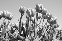 Tulpen