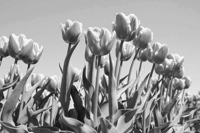 Tulipes par Ingrid Mooij