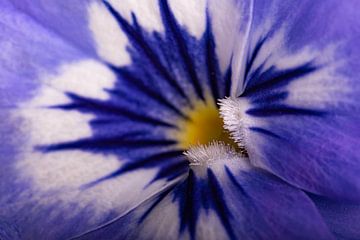 Blauw - wit viooltje van Marjolijn van den Berg