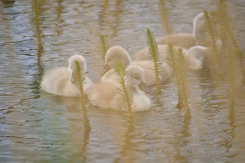Dromerige pluizige zwanen