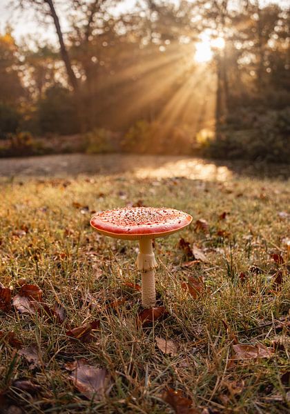 Fly agaric among the sun's rays by Marloes ten Brinke