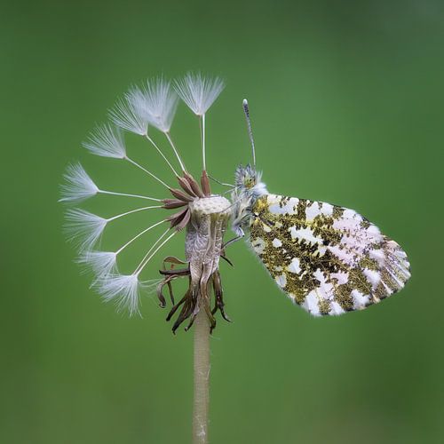 "SHE LOVES ME SHE LOVES ME NOT"