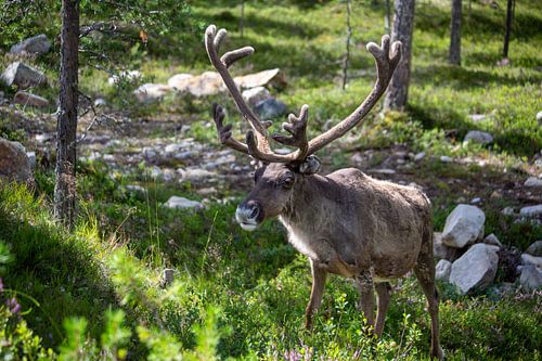 Rendier in Idre Fäll