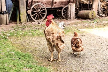 Proud cock by Harald Schottner