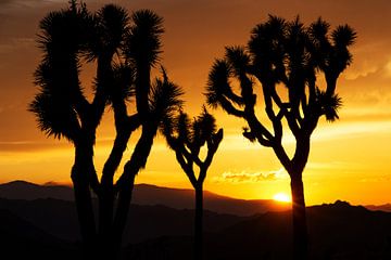 Palm Trees At Sunset van Walljar