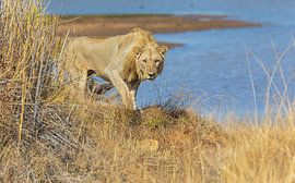 I've got my eye on you! by Lennart Verheuvel