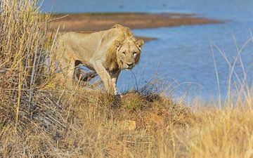 I've got my eye on you! by Lennart Verheuvel