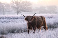 Winterlicher schottischer Highlander