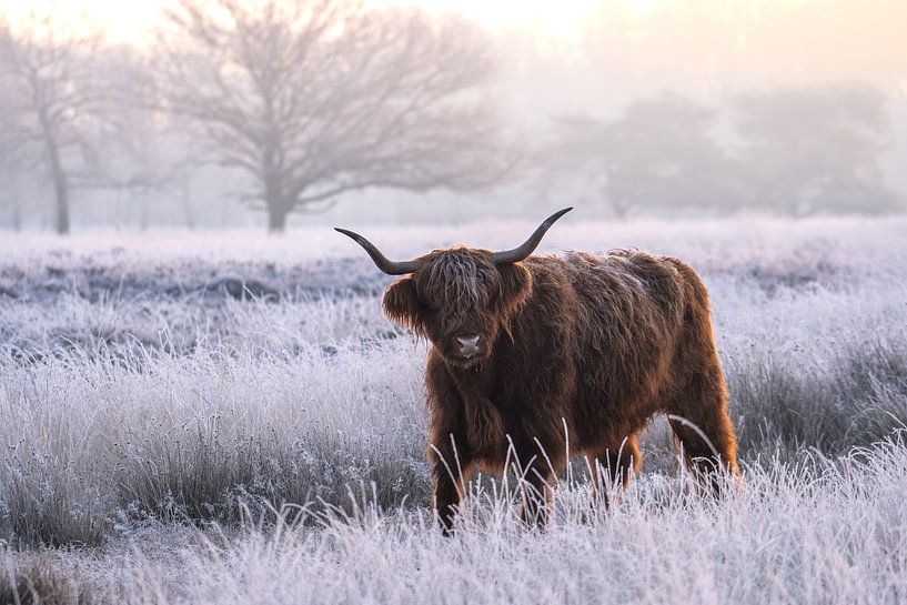 Highlander écossais d'hiver par Simone Kuijpers