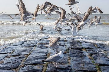 Gulls on breakwater by Diederik Bailleul