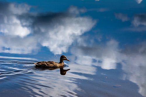 Duck in the water
