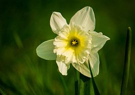 The narcissus by Working Waves