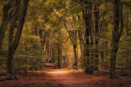 Forest Path by Moetwil en van Dijk - Fotografie
