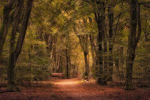 Waldweg von Moetwil en van Dijk - Fotografie