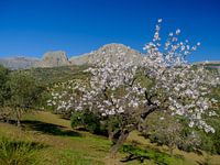 amandel bomen