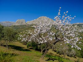 almond trees by Peter Laarakker