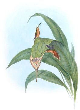 Kleine kluizenaar, John Gould van Hummingbirds