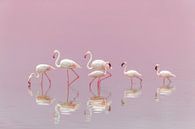 Flamingo's, Eiji Itoyama van 1x thumbnail