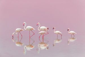 Flamingos, Eiji Itoyama von 1x