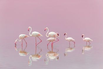Flamingos