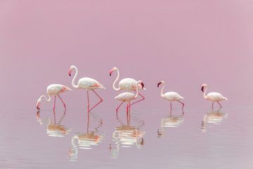 Flamingos, Eiji Itoyama by 1x