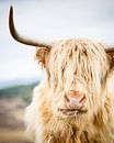 Portret van een Schotse Hooglander (gezien bij vtwonen) van Marloes van Pareren thumbnail