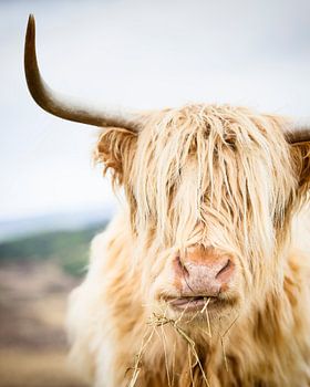 Portrait d'un Highlander écossais