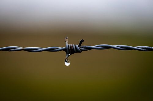 Prikkeldraad met druppel