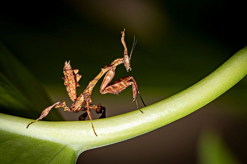 Eine Geistermantis von Roland Brack