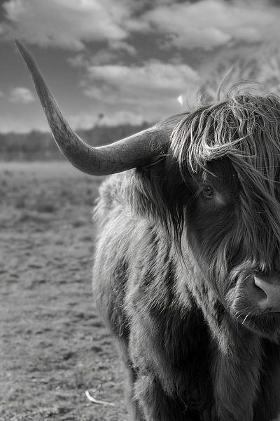 Schottischer Highlander von Humphry Jacobs