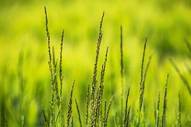 les brins d'herbe sur Frank Herrmann