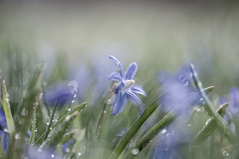 bloemen part 74 van Tania Perneel