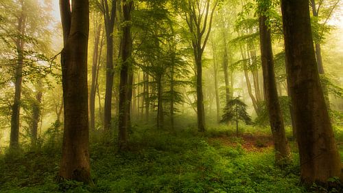 Le petit arbre sur Leif Løndal