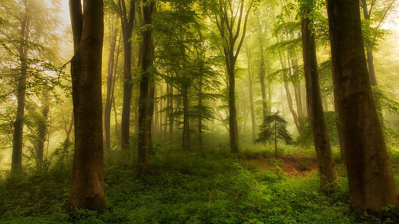 Le petit arbre, Leif Løndal par 1x