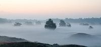 Mistig landschap van de Leuvenumse Bossen by Maurice Verschuur thumbnail