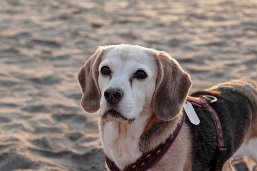 beagle