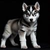 Chien | Chiot Husky sur Art Twist by M