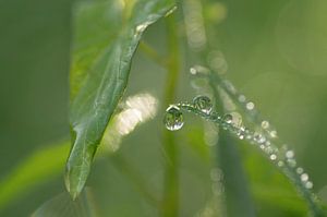 Versteckte Tropfen im Grün
