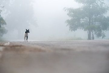 een mooie hond in de mist