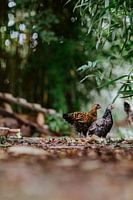 poulets