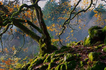 Vieux arbres dans les Vosges sur Tanja Voigt