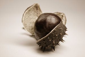 Kastanie