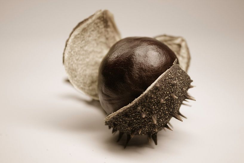 Kastanie by Dagmar Marina