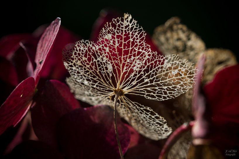 Hortensia Nerf by Jip van de Nes