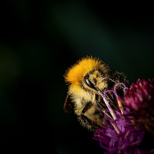 Bumblebee on a Pink-Purple Flower