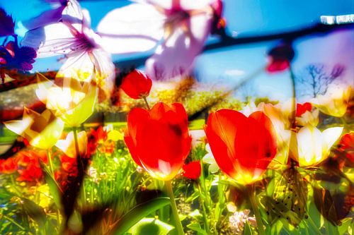 Zon bloemen 