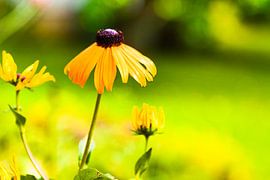 Sunbeams in a flower dress - close-up of the girl's eye by Fototante