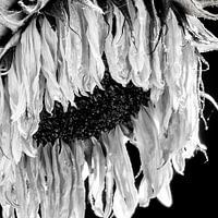 Tournesol noir et blanc