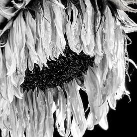 Tournesol noir et blanc sur Julienne van Kempen